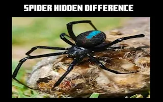 Play Spider Hidden Difference online free